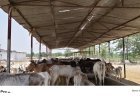 Lakhimpur- Kheri : पशुओं को भीषण गर्मी से बचाने के लिए अनूठी पहल, गौशालाओं में लगाए गए पानी की फुहार वाले फागर सिस्टम