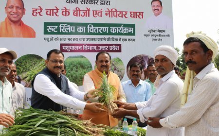 योगी सरकार का बड़ा कदम: किसानों और पशुपालकों को मिलेगा सालभर हरा चारा।