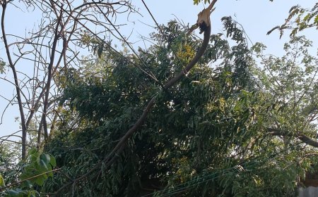 Sitapur : सीतापुर के खैराबाद में बिजली की भारी किल्लत, टूटे पोल और तारों ने बढ़ाई मुसीबत