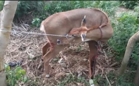 Sitapur : ग्रामीणों ने कुत्तों के हमले से बचाई नीलगाय की जान, पेश की मानवता की मिसाल