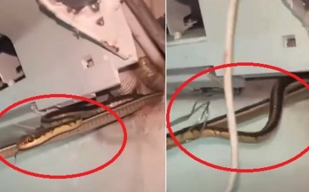 गुजरात के वलसाड में एसी बना सांपों का बसेरा, ठंडी हवा के बीच निकले तीन जहरीले नाग, मची अफरा-तफरी।