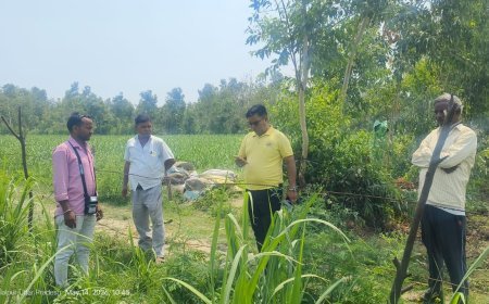 Sitapur : गन्ना सर्वे का औचक निरीक्षण, किसानों को बताए गए फसल बचाने के तरीके