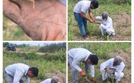 Sitapur : गन्ने की फसल को टॉप बोरर कीट से बचाने के लिए चला जागरूकता अभियान, किसानों को मिले सुरक्षा के टिप्स