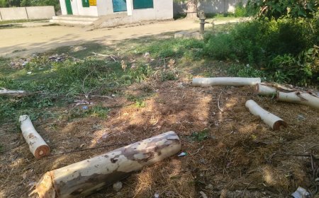 Sitapur: सरकारी भूमि पर लगे पेड़ काटने का आरोप, लेखपाल ने दी तहरीर। 