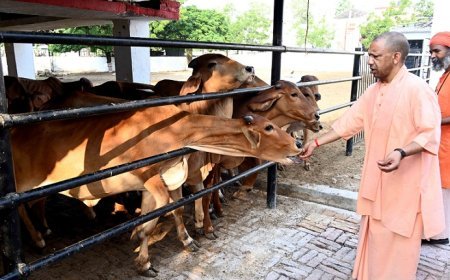 Gorakhpur: गोशाला पहुंचे सीएम योगी, गोवंश को खिलाया गुड़, कहा- गर्मी में गोवंश की सेवा और सुरक्षा में न हो कोई लापरवाही। 