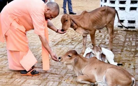 Lucknow : यूपी में ‘ऑपरेशन-4’- स्वदेशी गायों से डेयरी सेक्टर में बड़ा बदलाव, गो पालन पर 50% तक सब्सिडी