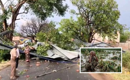 हरदोई में आंधी-तूफान से आम की फसल को भारी नुकसान, बागवानों से मांगी गई सूचना।