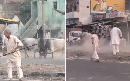 Sambhal: स्टेट हाईवे पर ‘बुलफाइट’ से मचा हड़कंप, दो सांडों की खूनी भिड़ंत में राहगीर घायल। 