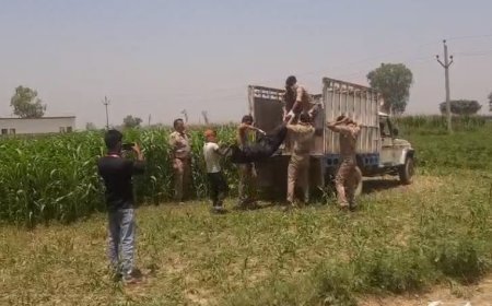 Sambhal: चरी के खेत में नग्न हालत में मिला युवक का जला शव, शनिवार से लापता था फुरकान। 
