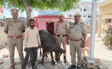 Hardoi: शातिर भैंसा चोर गिरफ्तारः आरोपी से तमंचा, कारतूस और ₹5250 नकद बरामद। 