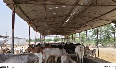 Lakhimpur- Kheri : पशुओं को भीषण गर्मी से बचाने के लिए अनूठी पहल, गौशालाओं में लगाए गए पानी की फुहार वाले फागर सिस्टम