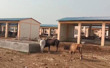 गोसेवा के दावों पर सवाल: चारे-पानी के अभाव में गोशालाओं में तड़प रहे गोवंश, हीटस्ट्रोक से मौतों का आरोप। 