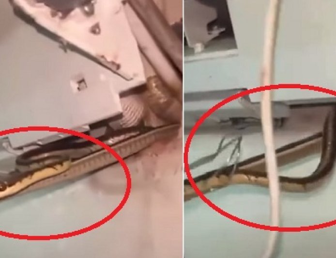 गुजरात के वलसाड में एसी बना सांपों का बसेरा, ठंडी हवा के बीच निकले तीन जहरीले नाग, मची अफरा-तफरी।
