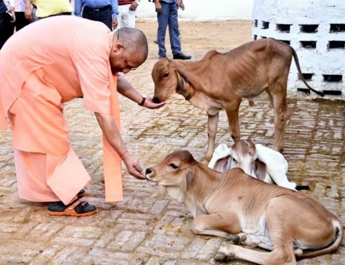 Lucknow : यूपी में ‘ऑपरेशन-4’- स्वदेशी गायों से डेयरी सेक्टर में बड़ा बदलाव, गो पालन पर 50% तक सब्सिडी