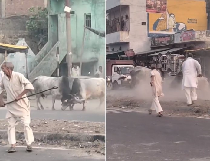 Sambhal: स्टेट हाईवे पर ‘बुलफाइट’ से मचा हड़कंप, दो सांडों की खूनी भिड़ंत में राहगीर घायल। 