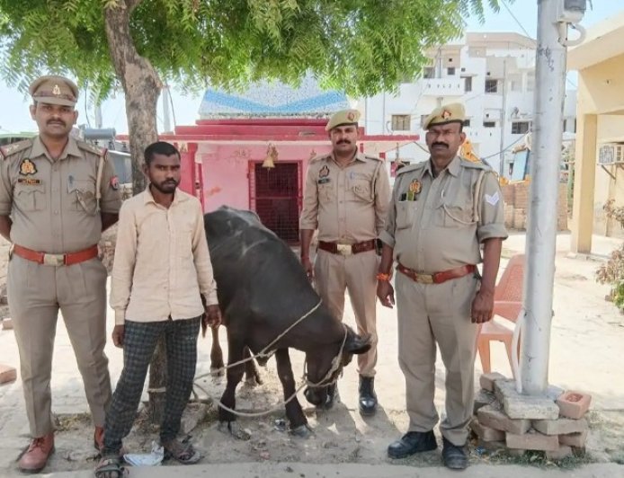 Hardoi: शातिर भैंसा चोर गिरफ्तारः आरोपी से तमंचा, कारतूस और ₹5250 नकद बरामद। 