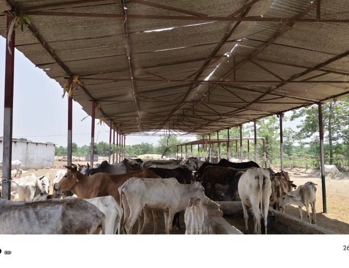 Lakhimpur- Kheri : पशुओं को भीषण गर्मी से बचाने के लिए अनूठी पहल, गौशालाओं में लगाए गए पानी की फुहार वाले फागर सिस्टम