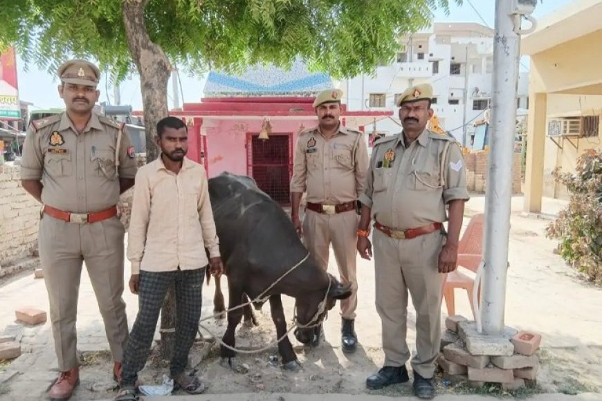 Hardoi: शातिर भैंसा चोर गिरफ्तारः आरोपी से तमंचा, कारतूस और ₹5250 नकद बरामद। 