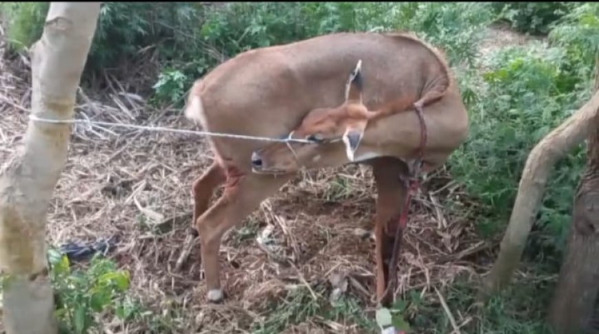 Sitapur : ग्रामीणों ने कुत्तों के हमले से बचाई नीलगाय की जान, पेश की मानवता की मिसाल