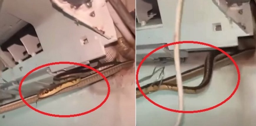 गुजरात के वलसाड में एसी बना सांपों का बसेरा, ठंडी हवा के बीच निकले तीन जहरीले नाग, मची अफरा-तफरी।