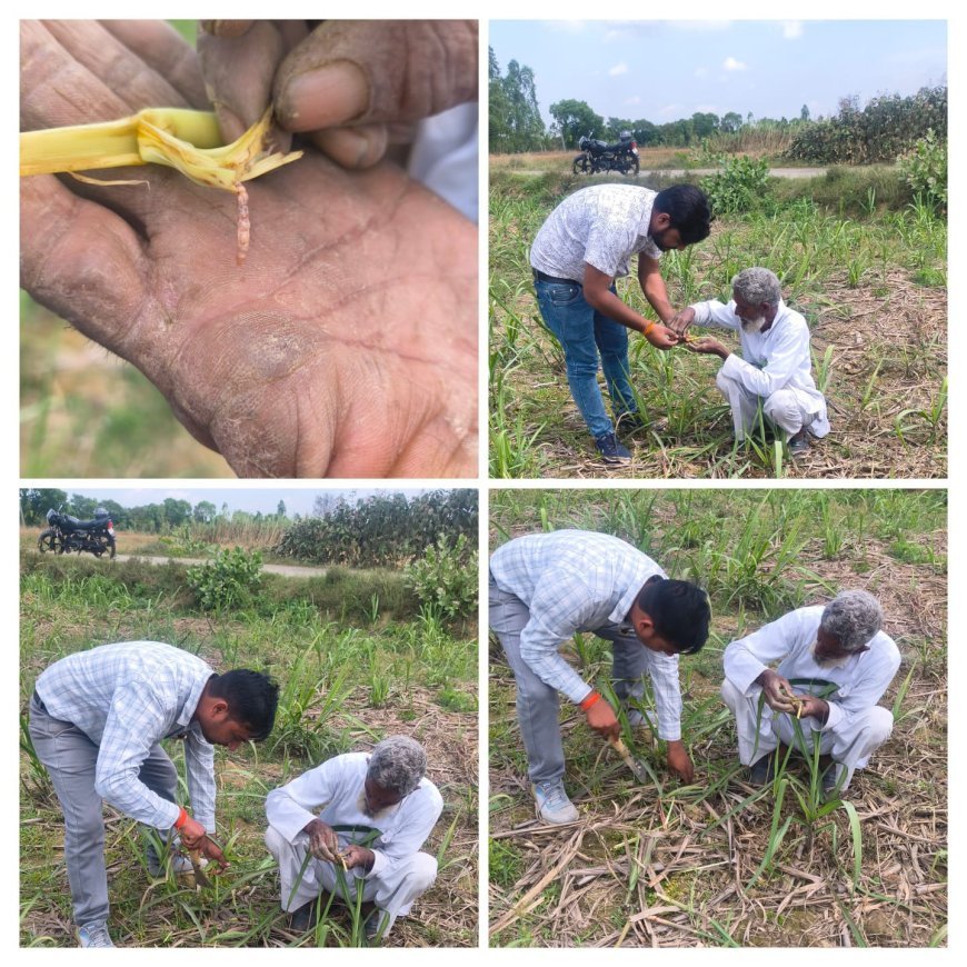 Sitapur : गन्ने की फसल को टॉप बोरर कीट से बचाने के लिए चला जागरूकता अभियान, किसानों को मिले सुरक्षा के टिप्स