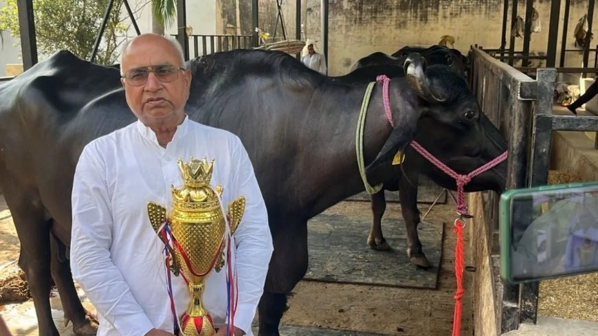 सहारनपुर की 'गार्गी' भैंस ने रचा नया कीर्तिमान, प्रतिदिन रिकॉर्ड 23.375 लीटर दूध देकर पूरे उत्तर प्रदेश में पाया पहला स्थान।