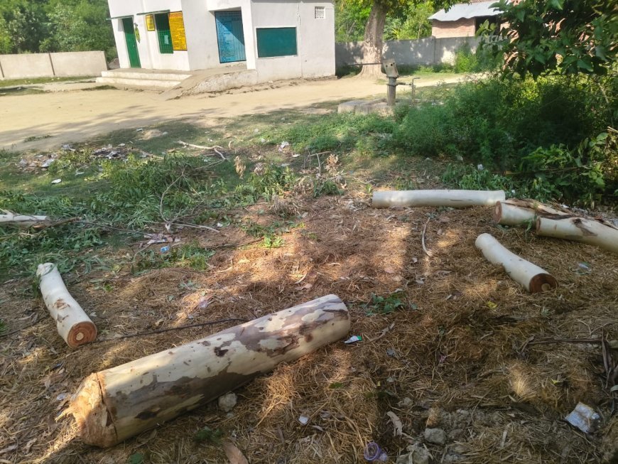 Sitapur: सरकारी भूमि पर लगे पेड़ काटने का आरोप, लेखपाल ने दी तहरीर। 