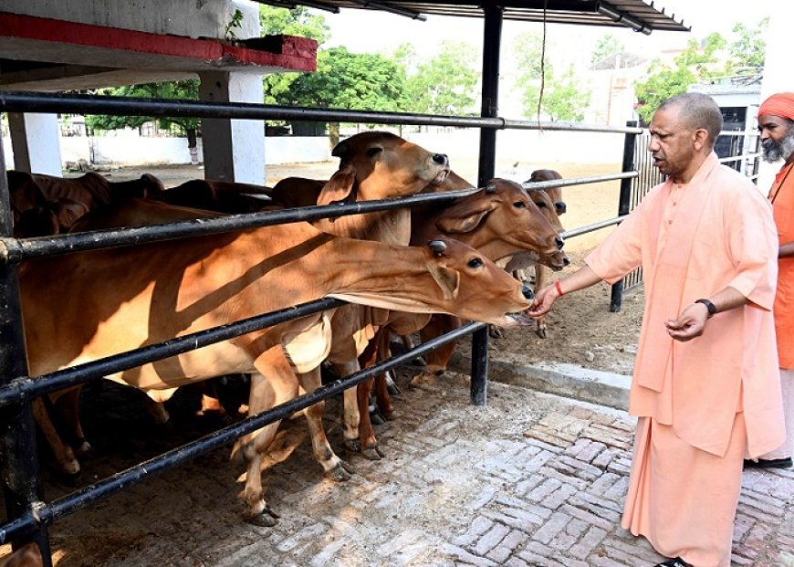 Gorakhpur: गोशाला पहुंचे सीएम योगी, गोवंश को खिलाया गुड़, कहा- गर्मी में गोवंश की सेवा और सुरक्षा में न हो कोई लापरवाही। 