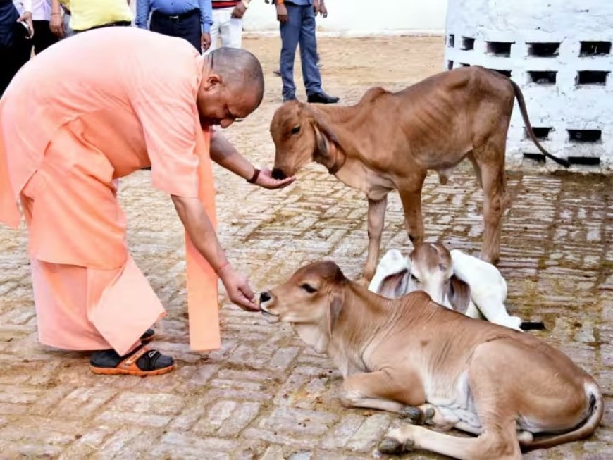 Lucknow : यूपी में ‘ऑपरेशन-4’- स्वदेशी गायों से डेयरी सेक्टर में बड़ा बदलाव, गो पालन पर 50% तक सब्सिडी