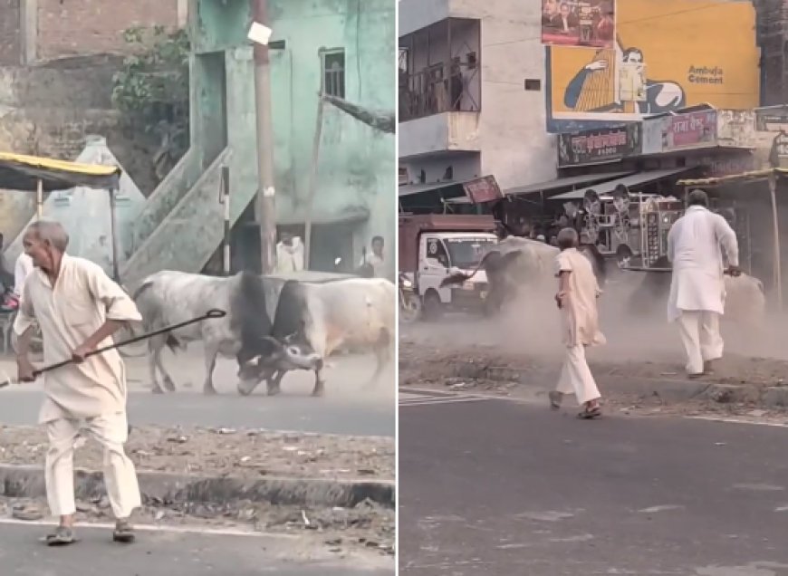 Sambhal: स्टेट हाईवे पर ‘बुलफाइट’ से मचा हड़कंप, दो सांडों की खूनी भिड़ंत में राहगीर घायल। 