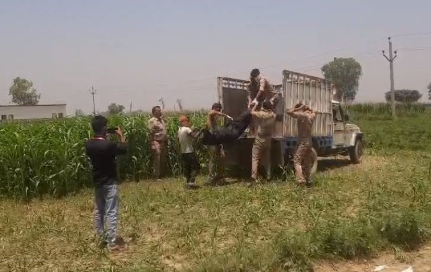 Sambhal: चरी के खेत में नग्न हालत में मिला युवक का जला शव, शनिवार से लापता था फुरकान। 