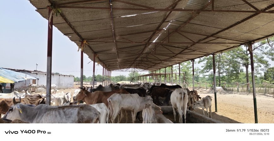 Lakhimpur- Kheri : पशुओं को भीषण गर्मी से बचाने के लिए अनूठी पहल, गौशालाओं में लगाए गए पानी की फुहार वाले फागर सिस्टम