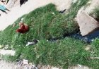 Sitapur : गुरपालिया गांव में फैली गंदगी और जलभराव से बढ़ी परेशानी, ग्रामीणों ने की एंटी लार्वा के छिड़काव की मांग