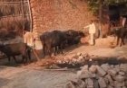Hardoi : हरपालपुर में पशुओं को गला घोंटू बीमारी से बचाने के लिए विशेष टीकाकरण अभियान शुरू