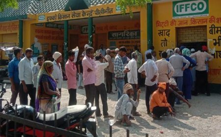 Lakhimpur- Kheri : बारिश के बाद यूरिया की किल्लत, सहकारी समितियों पर खाद खत्म होने से महंगे दामों पर खरीदने को मजबूर किसान