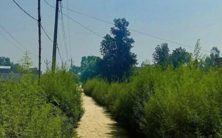 Sitapur : सिधौली ब्लॉक मुख्यालय के पीछे बसी अलदादपुर कॉलोनी बुनियादी सुविधाओं से महरूम, समाधान दिवस में ग्रामीणों ने की शिकायत