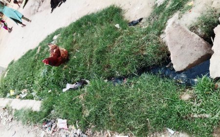 Sitapur : गुरपालिया गांव में फैली गंदगी और जलभराव से बढ़ी परेशानी, ग्रामीणों ने की एंटी लार्वा के छिड़काव की मांग
