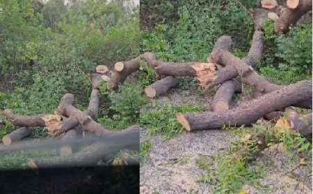 Hardoi : पर्यावरण दिवस के तुरंत बाद नियमों को ताक पर रखकर काटे गए हरे-भरे पेड़, ग्रामीणों में रोष