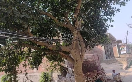 Hardoi : बांस-बल्ली और पेड़ों के सहारे लटक रहे बिजली के तार, हरपालपुर कस्बे में बड़े हादसे का डर