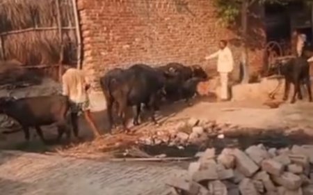 Hardoi : हरपालपुर में पशुओं को गला घोंटू बीमारी से बचाने के लिए विशेष टीकाकरण अभियान शुरू