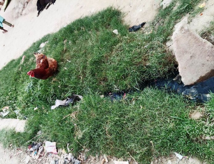 Sitapur : गुरपालिया गांव में फैली गंदगी और जलभराव से बढ़ी परेशानी, ग्रामीणों ने की एंटी लार्वा के छिड़काव की मांग