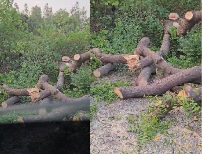 Hardoi : पर्यावरण दिवस के तुरंत बाद नियमों को ताक पर रखकर काटे गए हरे-भरे पेड़, ग्रामीणों में रोष