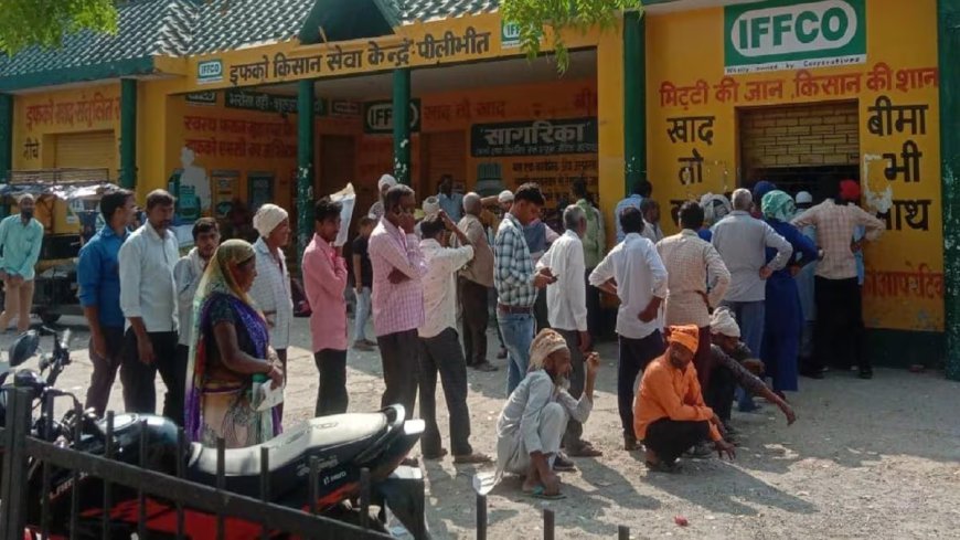 Lakhimpur- Kheri : बारिश के बाद यूरिया की किल्लत, सहकारी समितियों पर खाद खत्म होने से महंगे दामों पर खरीदने को मजबूर किसान