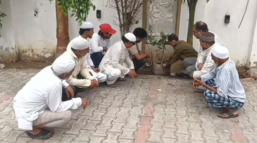 Sambhal: हर घर में था नीम-बकायन का पेड़, अब कंक्रीट के जंगल में घुट रही सांसें... सम्भल से उठी हरियाली बचाने की आवाज़