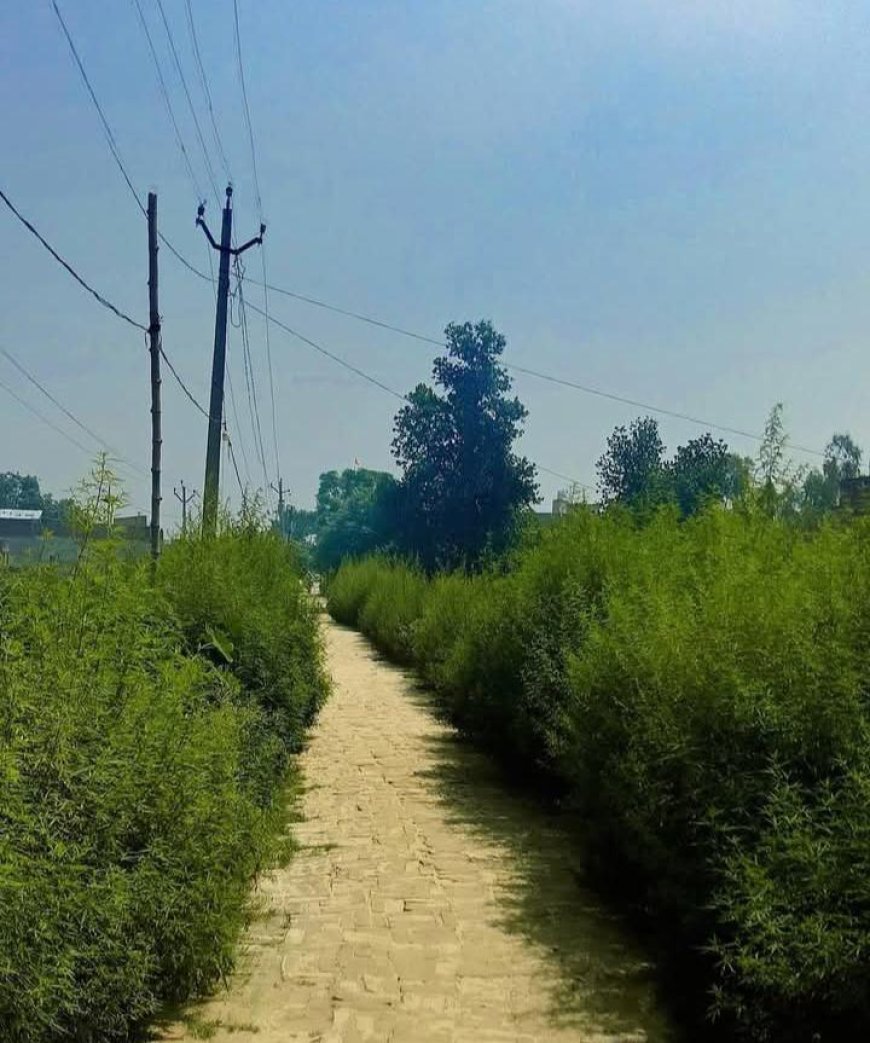 Sitapur : सिधौली ब्लॉक मुख्यालय के पीछे बसी अलदादपुर कॉलोनी बुनियादी सुविधाओं से महरूम, समाधान दिवस में ग्रामीणों ने की शिकायत