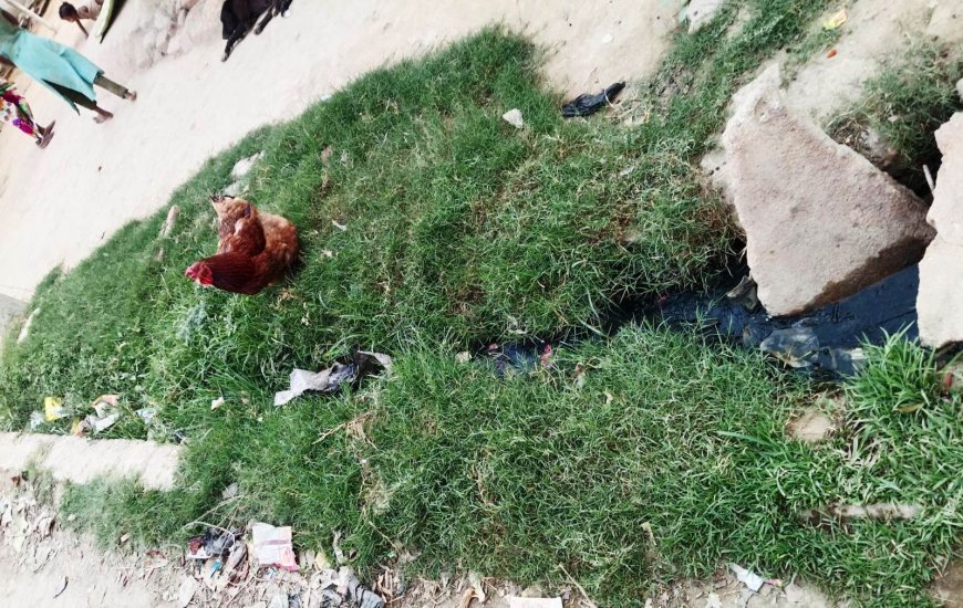Sitapur : गुरपालिया गांव में फैली गंदगी और जलभराव से बढ़ी परेशानी, ग्रामीणों ने की एंटी लार्वा के छिड़काव की मांग