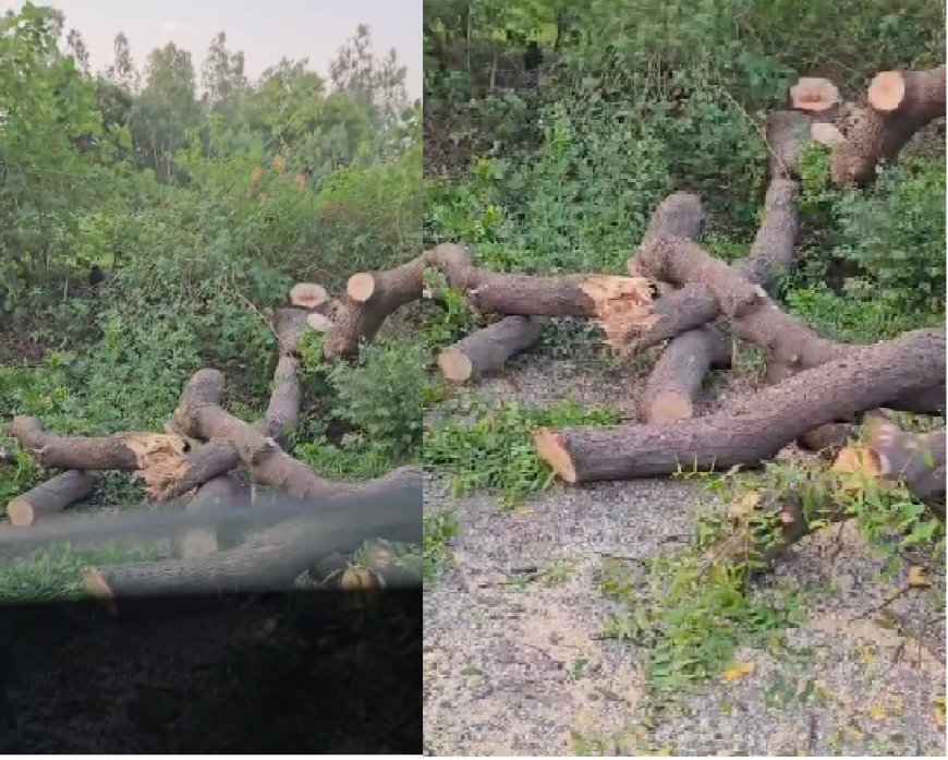 Hardoi : पर्यावरण दिवस के तुरंत बाद नियमों को ताक पर रखकर काटे गए हरे-भरे पेड़, ग्रामीणों में रोष