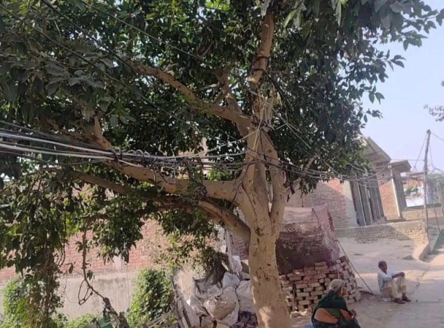 Hardoi : बांस-बल्ली और पेड़ों के सहारे लटक रहे बिजली के तार, हरपालपुर कस्बे में बड़े हादसे का डर