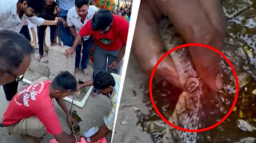 पुष्कर के पवित्र सरोवर के वराह घाट के समीप चांदी की अंगूठी में फंसा असहाय सांप, जीवन और मृत्यु के बीच कई घंटों तक तड़पा।