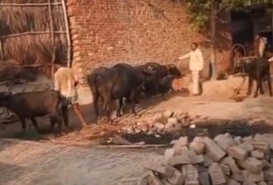 Hardoi : हरपालपुर में पशुओं को गला घोंटू बीमारी से बचाने के लिए विशेष टीकाकरण अभियान शुरू